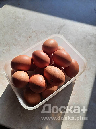 Продам яйцо куриное домашнее
