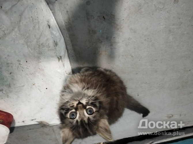 Котята и кошка ищут дом