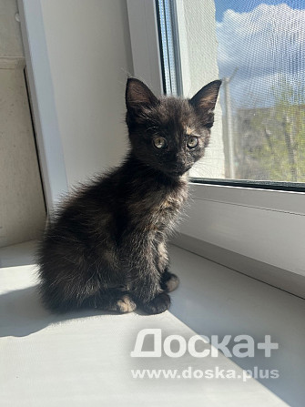 Отдадим в добрые руки