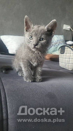 Отдам котенка