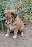 Отдам щенка в добрые руки.
