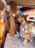 Отдам в хорошие руки котят