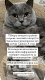 Потерялся кот