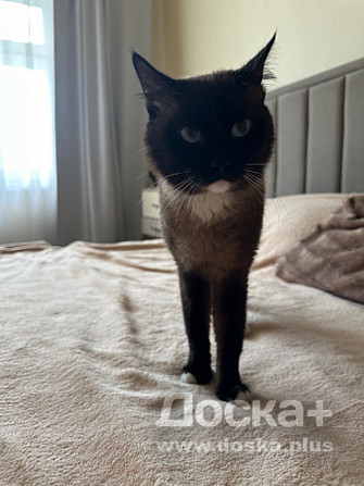 Кот в добрые руки