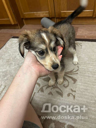 Отдам щеночка