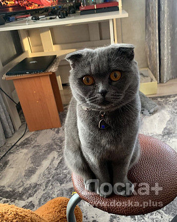 Потерялась кошка!!!