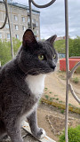 Котик Боб ищет дом