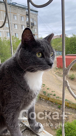 Котик Боб ищет дом