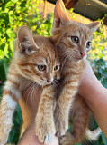 Отдам котят