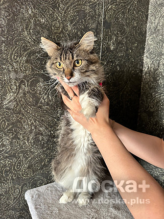 Отдам кота