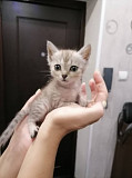 Котёнок