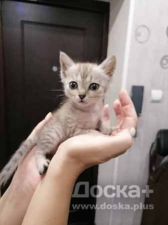 Котёнок