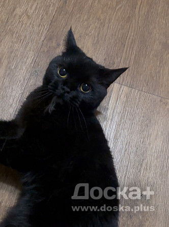Кошка