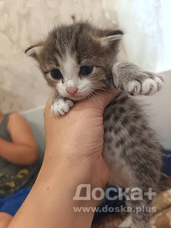 Котята ищут дом