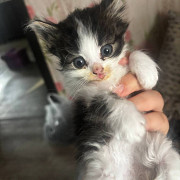Котенок бесплатно