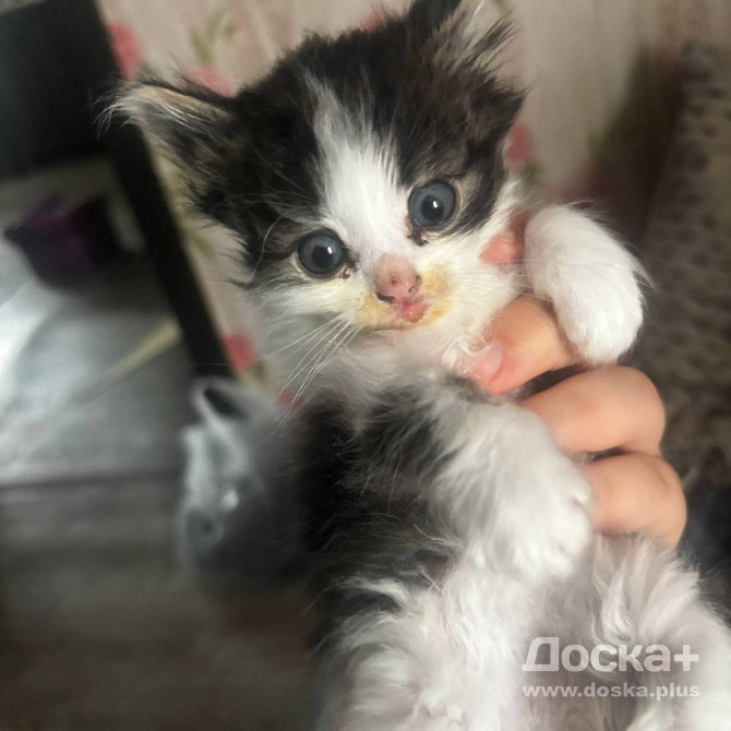 Котенок бесплатно