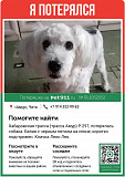 Потерялась собака