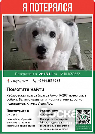 Потерялась собака