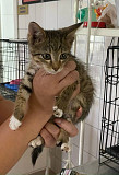 Котенок ищет дом (мальчик)