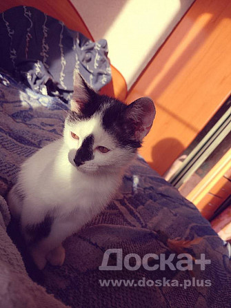 Малышка ищет дом