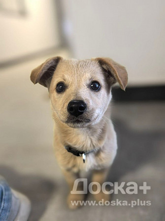 Нашли щенка