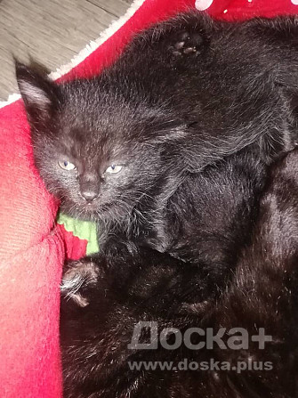 Отдам котят в добрые руки