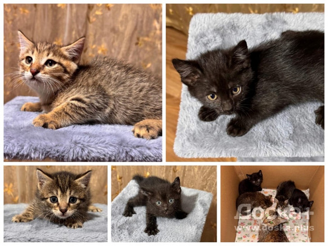 Отдам в добрые руки котят.