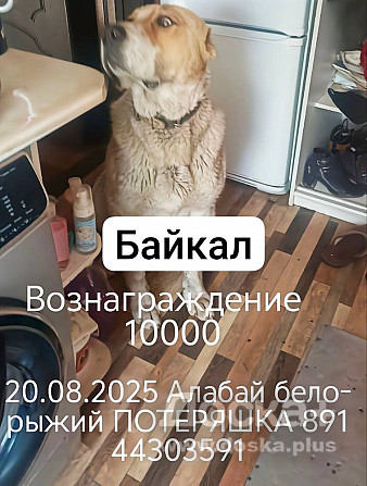 Потерялся Алабай, мальчик, бело-рыжий, уши и хвост купированы.