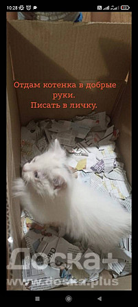 Отдам в добрые