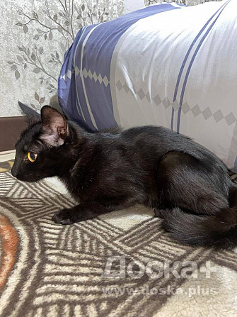 Отдам кошечку