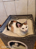 Кошечка трехцветная