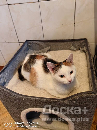 Кошечка трехцветная