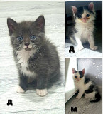 Отдам котят