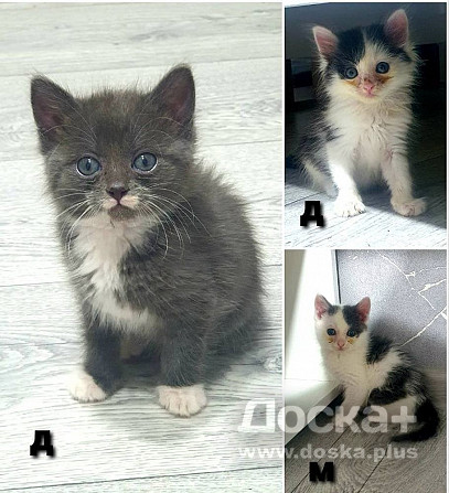 Отдам котят