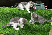 Отдам кошечку и котят