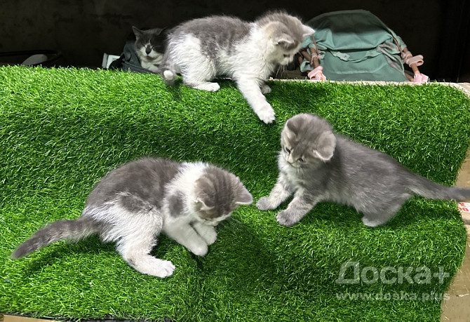 Отдам кошечку и котят