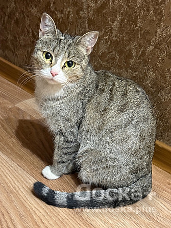 Отдам кошку в хорошие руки