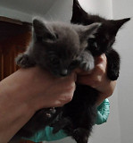 Два котёнка