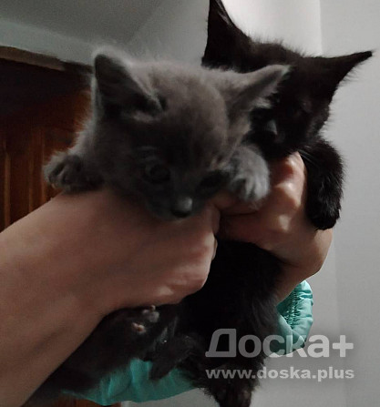 Два котёнка