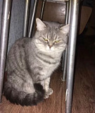 Отдам даром