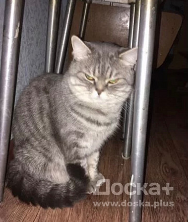 Отдам даром