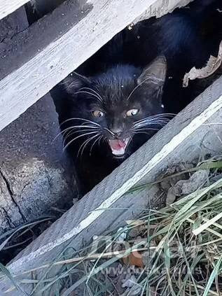 Отдам котёнка