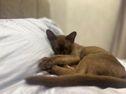 Бурманский котёнок