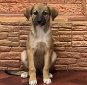 Отдам щенка девочку 4 мес.Умница-красавицаа