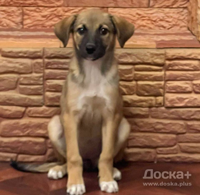 Отдам щенка девочку 4 мес.Умница-красавицаа