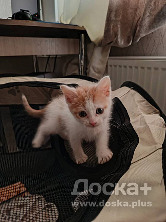 Кошечка Аки ищет свой дом