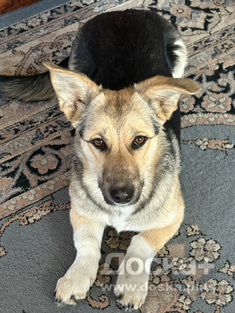 Просто маленькая собачка