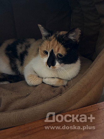 Кошка, приносящая удачу