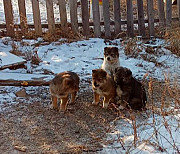 Щенкам срочно нужен дом!